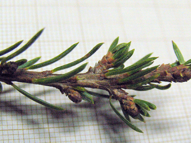 Cedrus atlantica (Endl.) Carriere / Cedro d''Atlante